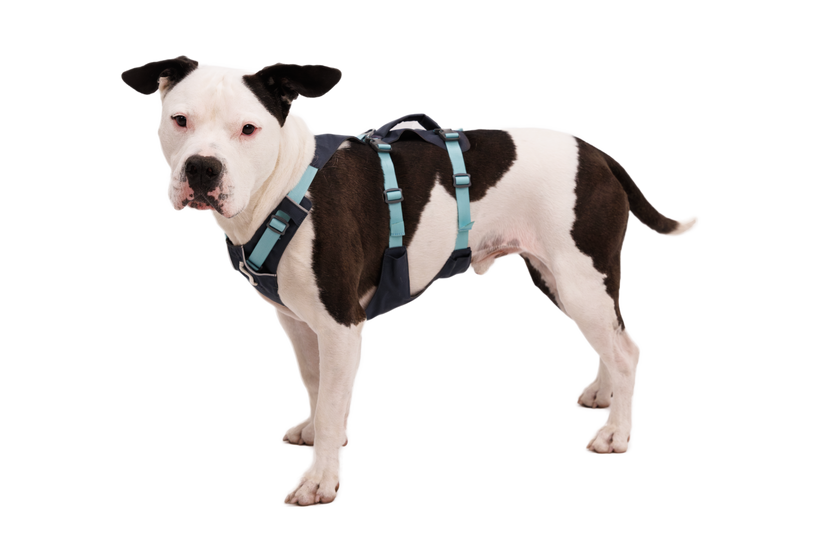Ruffwear Flagline pasje ščitke, temno siva