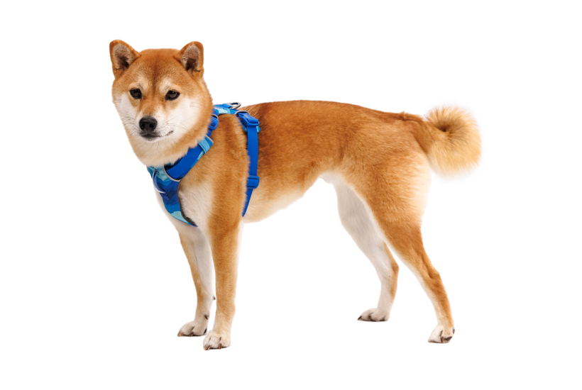 Ruffwear Front Range oprt za psa, coastal mountains