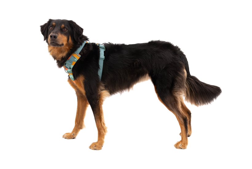 Ruffwear Front Range postroj, rečno kamen zelen