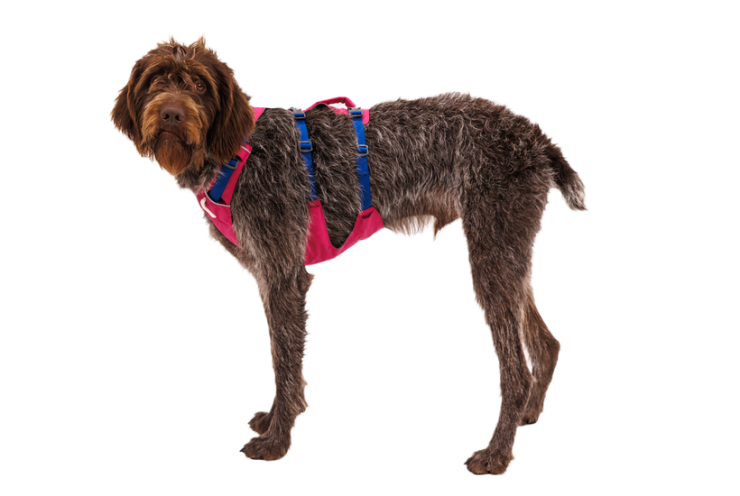 Ruffwear Flagline pasja opasnica, alpenglow pink