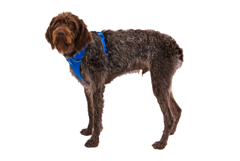Ruffwear Front Range postroj, modra bazeniška voda
