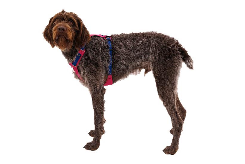 Ruffwear Hi & Light naprava, alpenglow pink