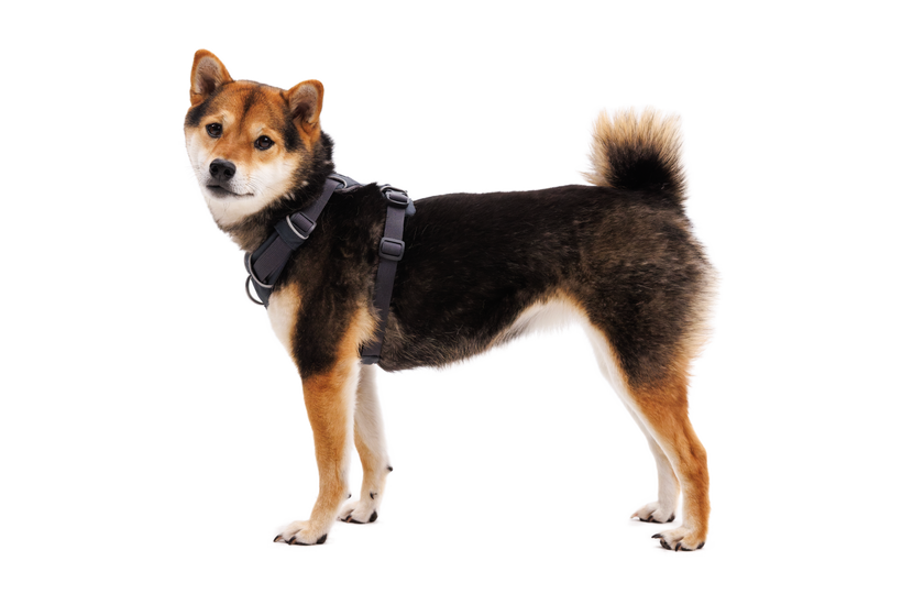 Ruffwear Front Range pas, siva barva