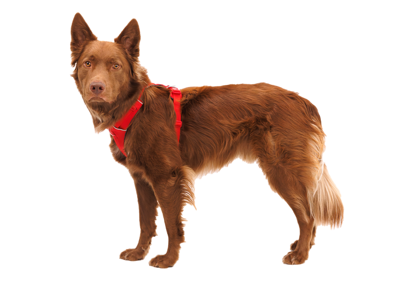 Ruffwear Front Range pas, red canyon