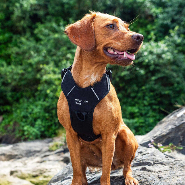 Mountain Paws Padded Dog Harness Small, Black