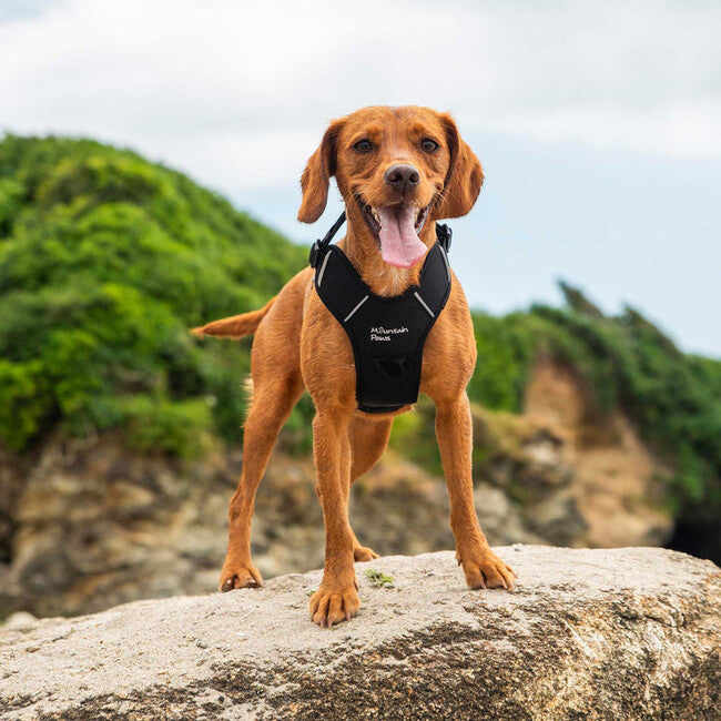 Mountain Paws Padded Dog Harness, Medium, Black