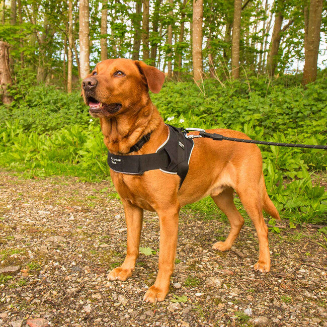 Mountain Paws pasja ozaga velika