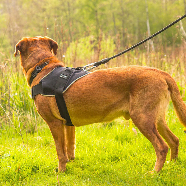 Mountain Paws pasja ozaga velika