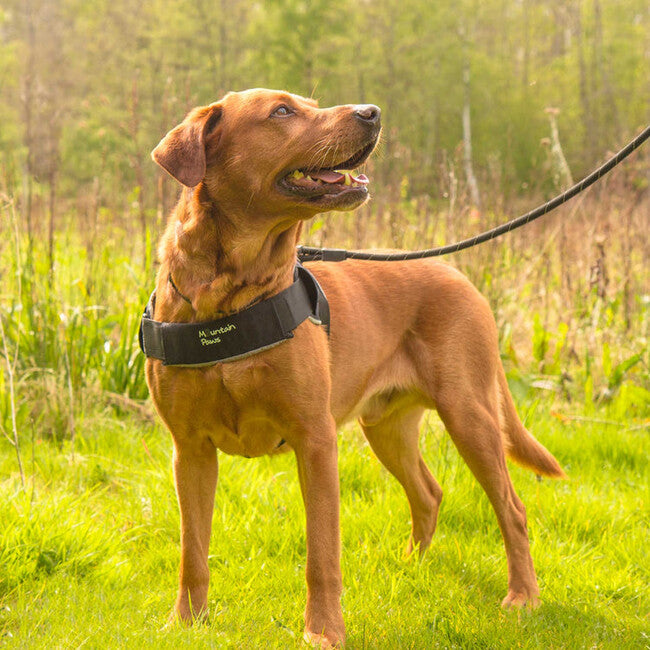 Mountain Paws pasja ozaga velika