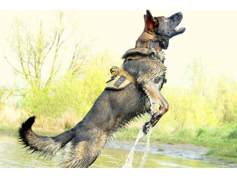 K9 Thorn pasja oprema Delta, rjava Coyote