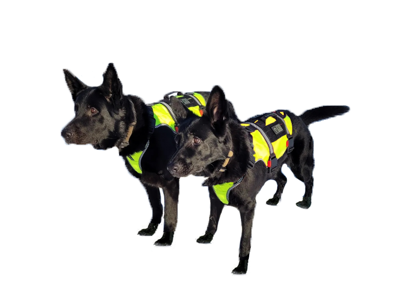 K9 Thorn pas ONE