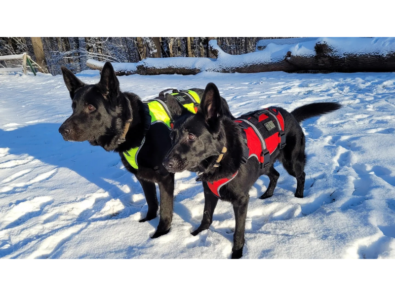 K9 Thorn Harness One SS L, Red