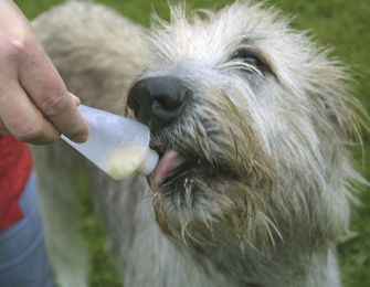 Origin Outdoor Squeeze tube Polnilne krmilnice za šolanje za pse, 2 kosa 200 ml