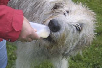 Origin Outdoor Squeeze tube Polnilne krmilnice za šolanje za pse, 2 kosa 200 ml